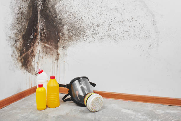 Professional Mold Removal in Greentown, OH