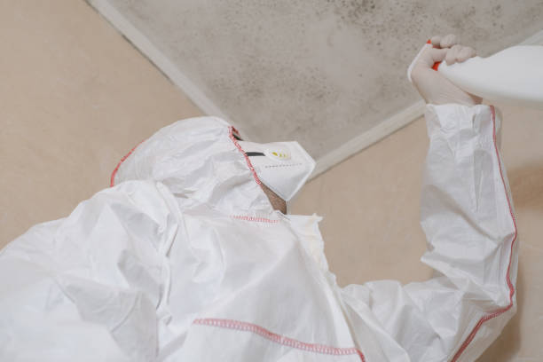 Best Toxic Mold Removal  in Greentown, OH