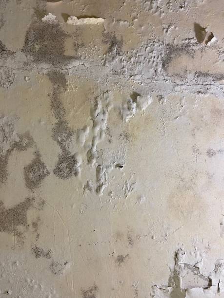 Best Mold Damage Repair  in Greentown, OH
