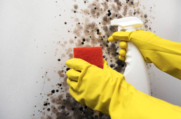 Best Mold Remediation Experts  in Greentown, OH