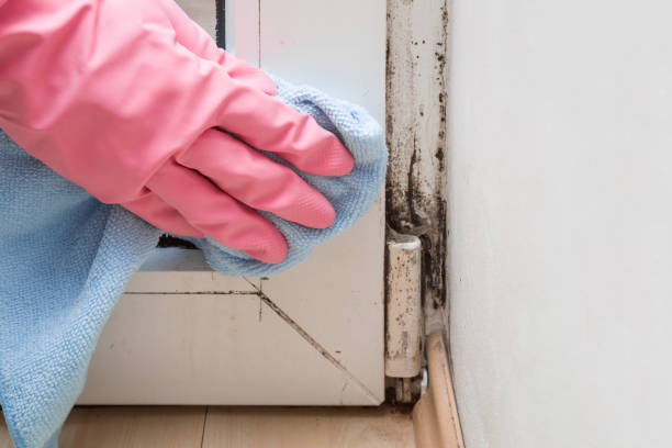 Best Commercial Mold Removal  in Greentown, OH